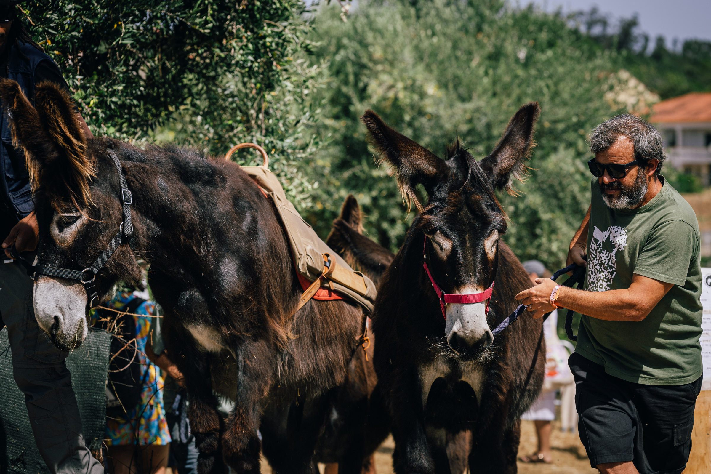 Caminhada com os Burros